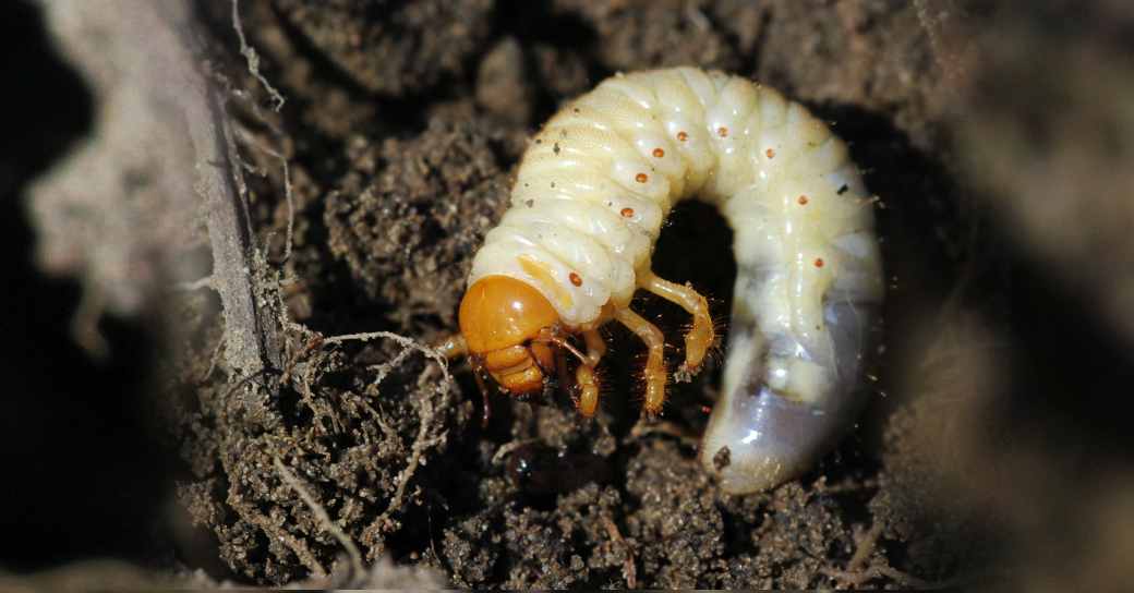 How to Stop Grubs or Insects from Destroying Your Lawn by Insect ...